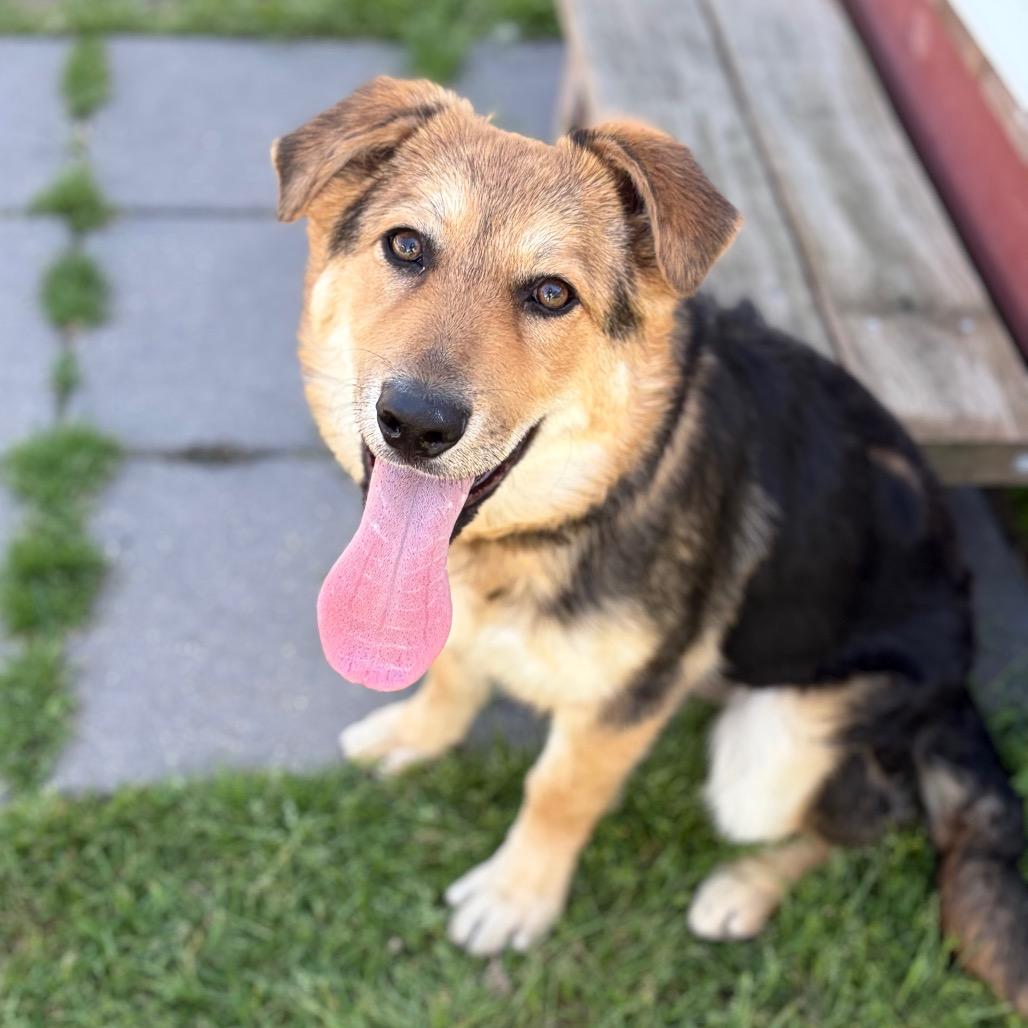 Honey Bunny 26-03-007, a Adoptable mixed breed in Bastrop, TX image 3/6