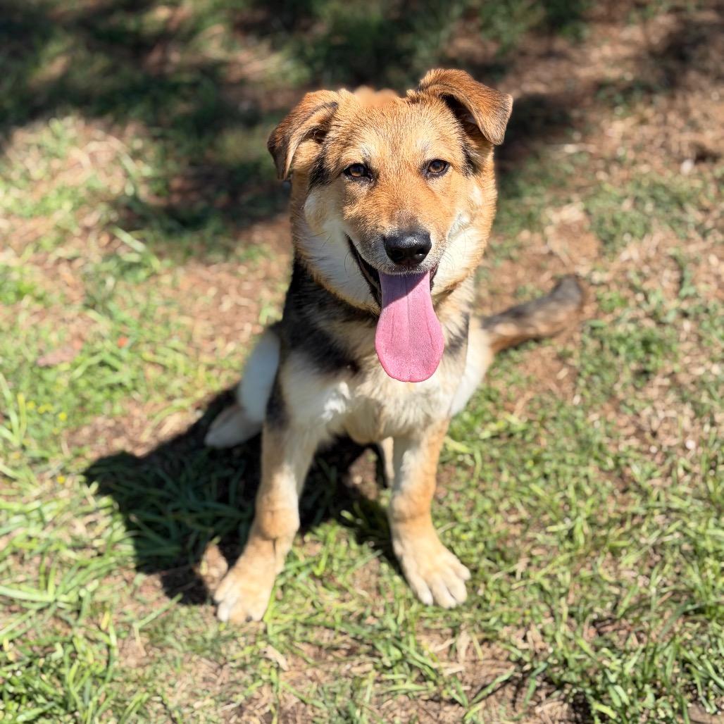 Honey Bunny 26-03-007, a Adoptable mixed breed in Bastrop, TX image 4/6