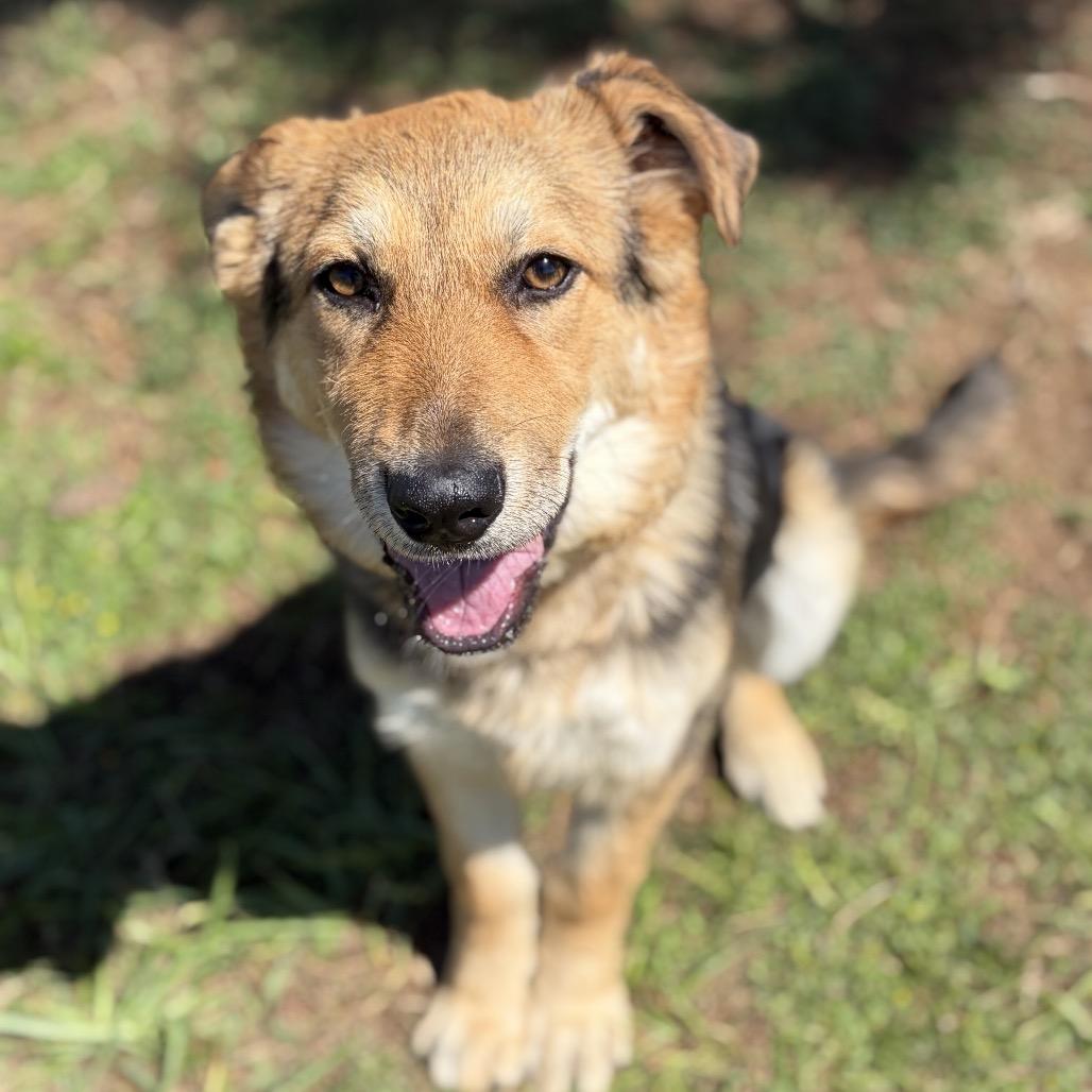 Honey Bunny 26-03-007, a Adoptable mixed breed in Bastrop, TX image 5/6