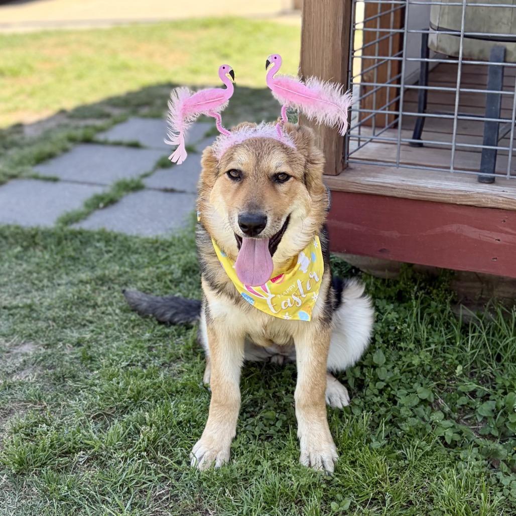 Honey Bunny 26-03-007, a Adoptable mixed breed in Bastrop, TX image 6/6