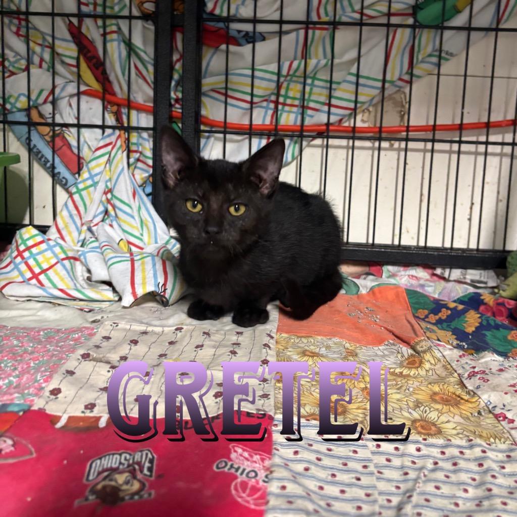Gretel, Adoptable, Kitten Female Domestic Medium Hair.