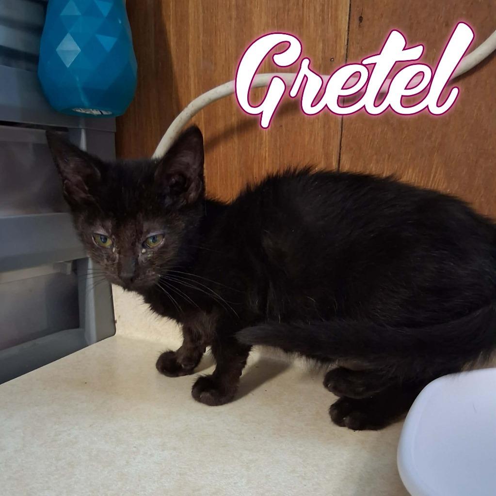 Gretel, a Adoptable Domestic Medium Hair in Hillsboro, OH image 2/3