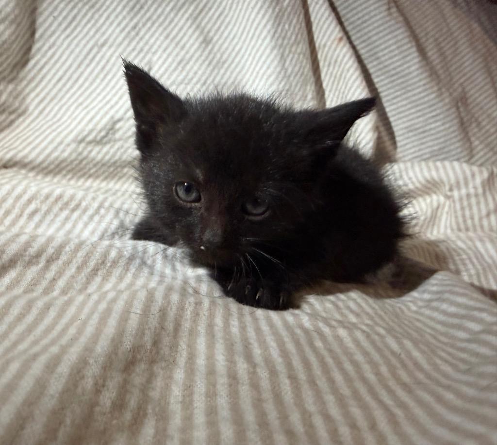Gretel, a Adoptable Domestic Medium Hair in Hillsboro, OH image 3/3