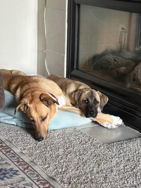 Emma, a Adoptable mixed breed in Boulder, CO image 5/5
