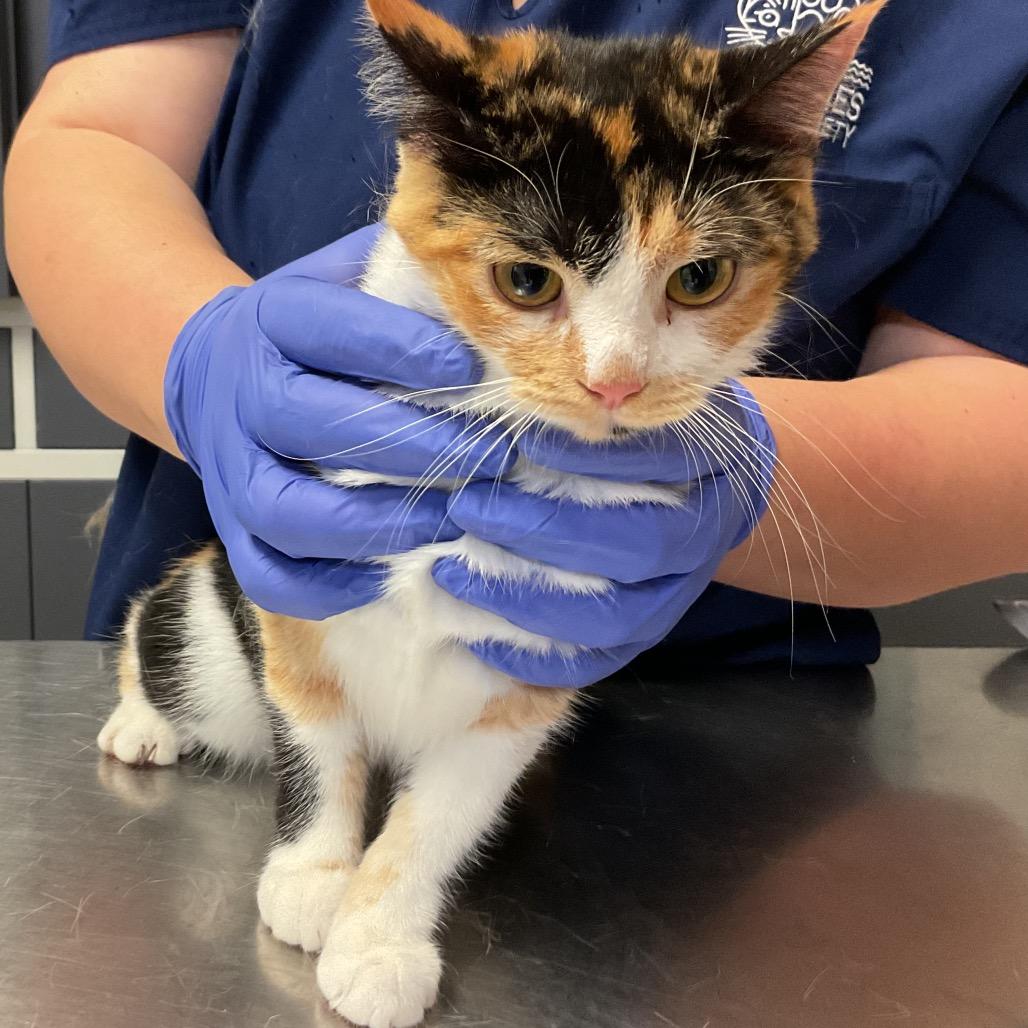 Enlarge Katya, a Adoptable Domestic Medium Hair in Monroe, LA image 1/1