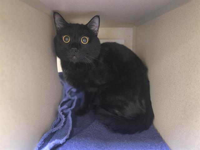 Enlarge MAKO, a Adoptable Domestic Short Hair in Denver, CO image 1/1