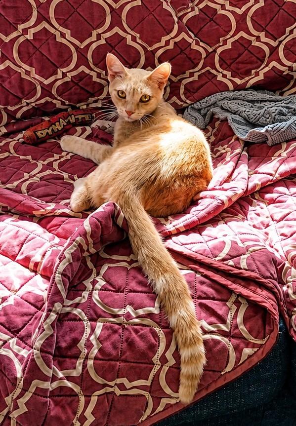 Enlarge Meteor, a Adoptable mixed breed in Hardeeville, SC image 1/2