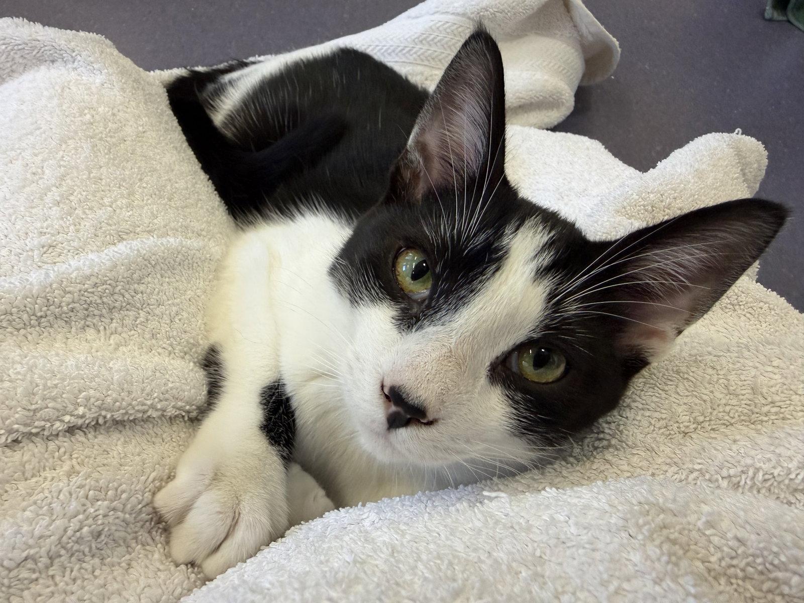Enlarge Reggie, a Adoptable Domestic Short Hair in Burlingame, CA image 1/3