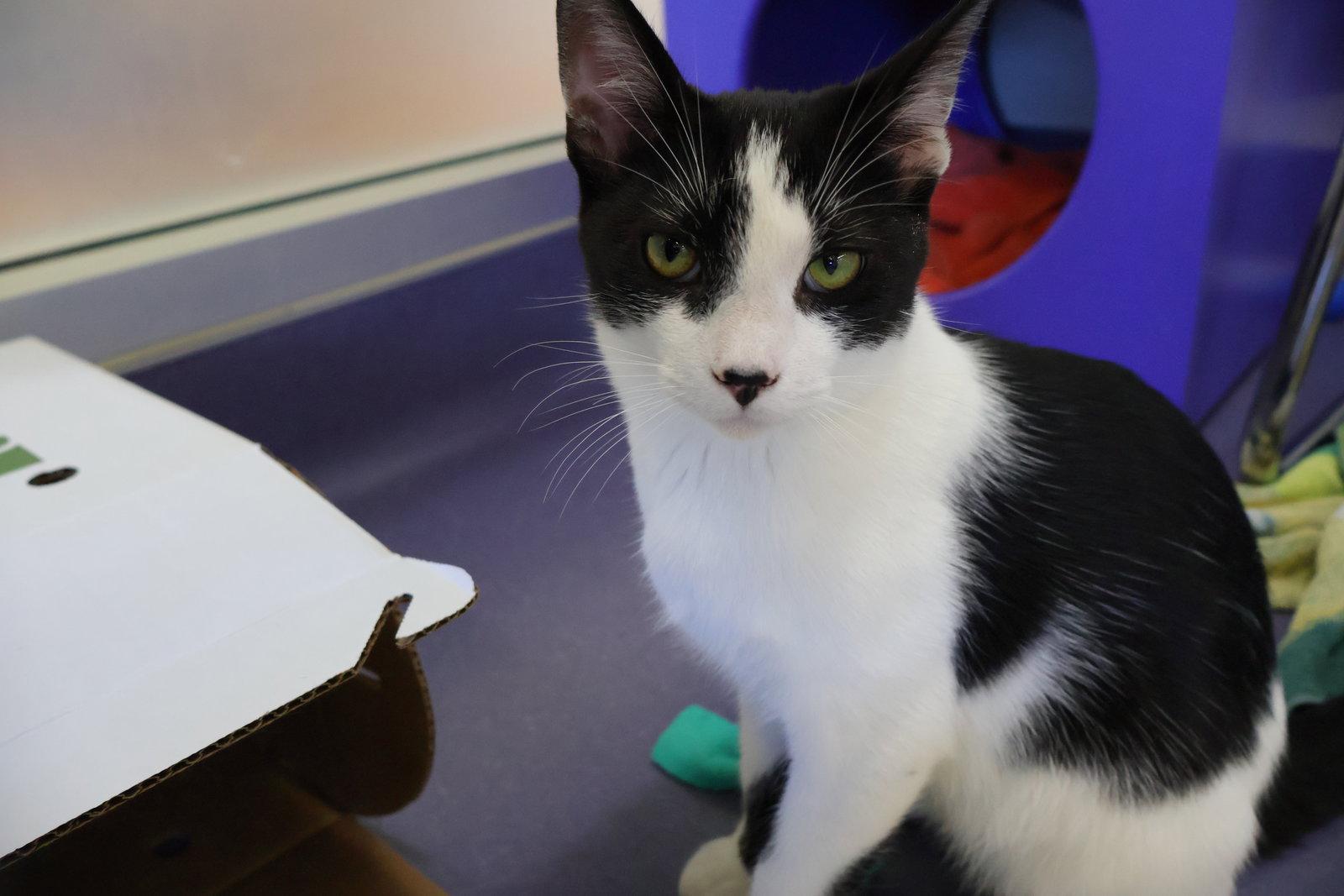 Enlarge Reggie, a Adoptable Domestic Short Hair in Burlingame, CA image 2/3
