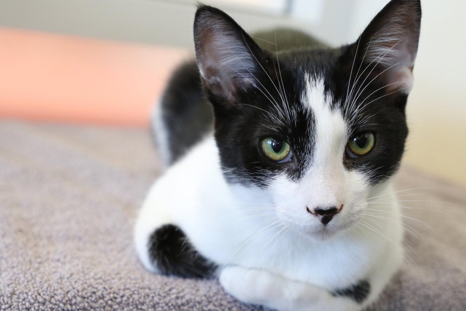 Enlarge Reggie, a Adoptable Domestic Short Hair in Burlingame, CA image 3/3