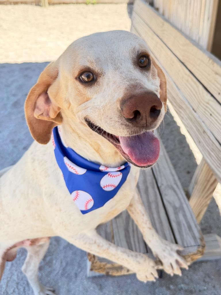 Sherlock, Adoptable, Young Male Labrador Retriever & Hound.