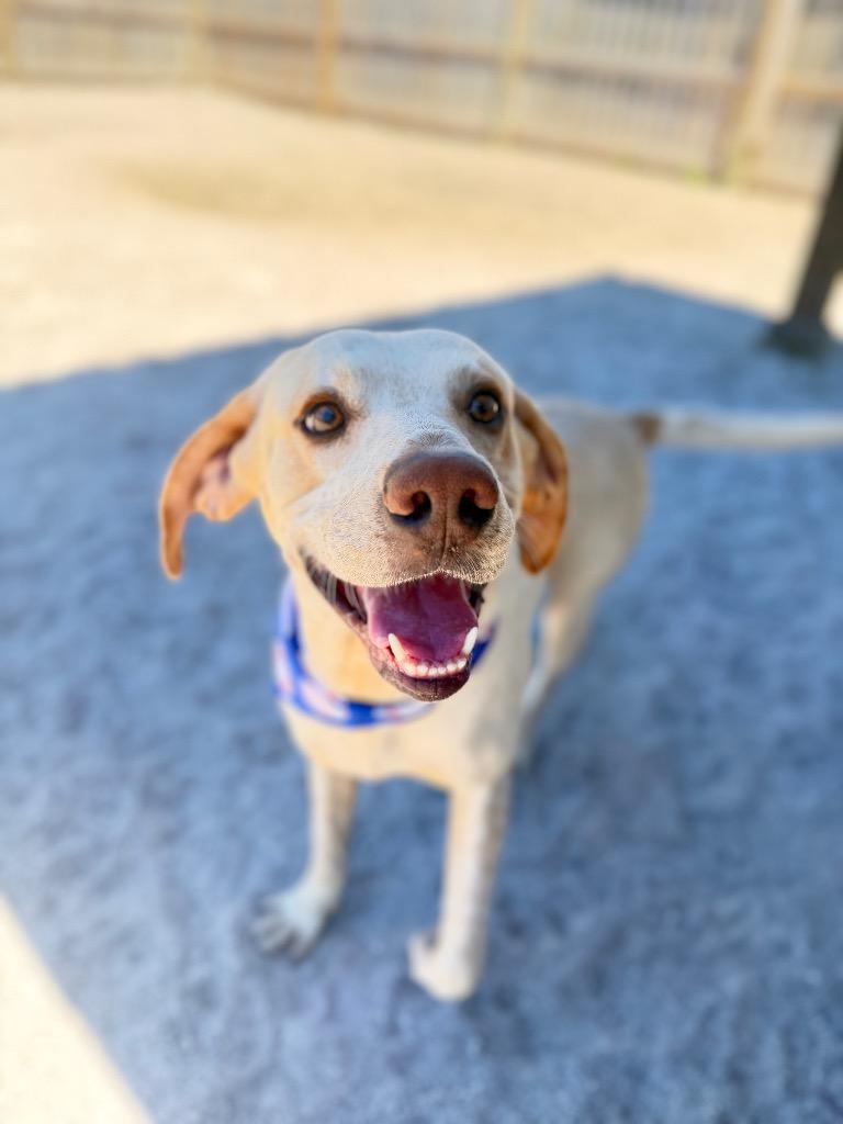 Enlarge Sherlock, a Adoptable mixed breed in Muskegon, MI image 2/4
