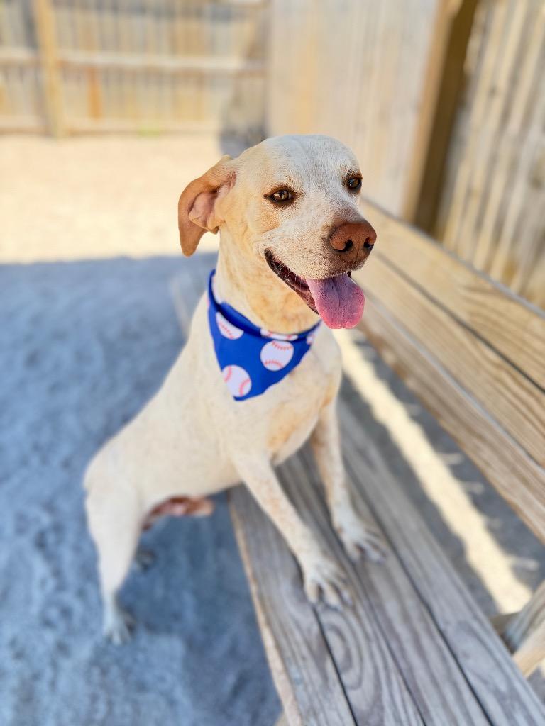 Enlarge Sherlock, a Adoptable mixed breed in Muskegon, MI image 3/4