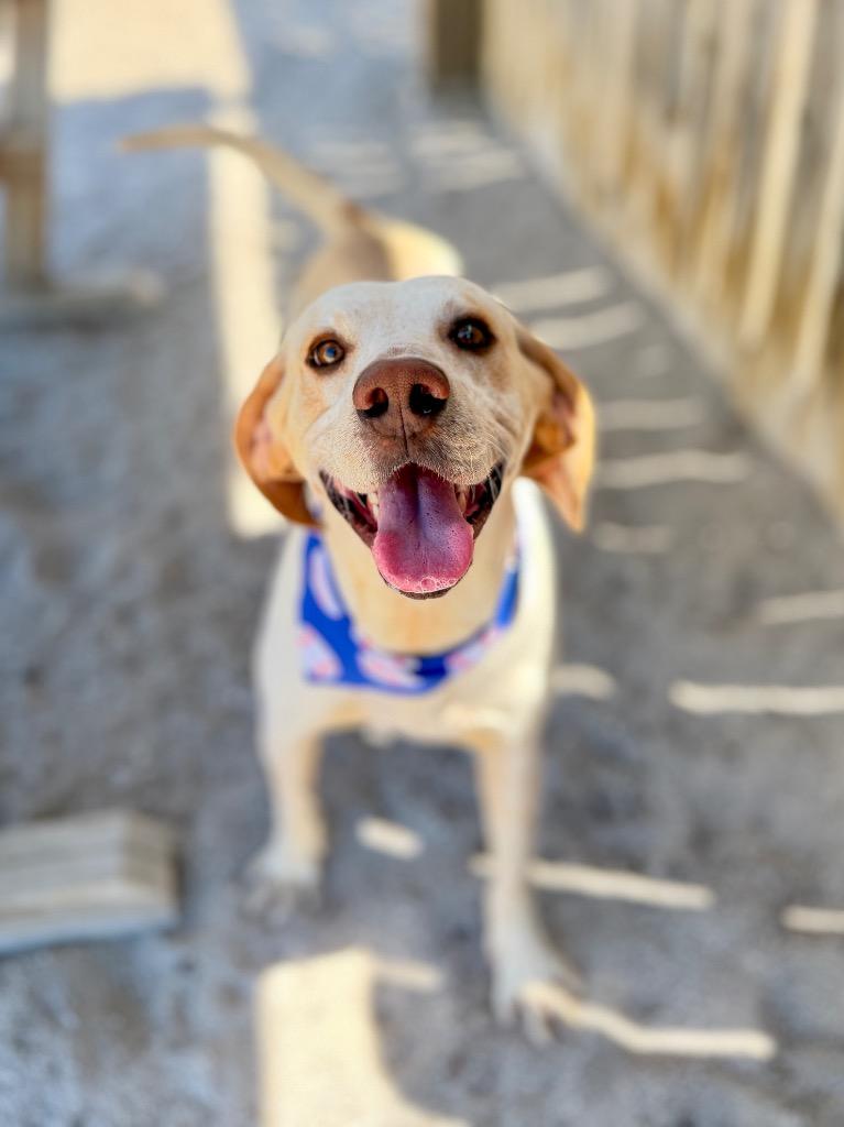 Enlarge Sherlock, a Adoptable mixed breed in Muskegon, MI image 4/4
