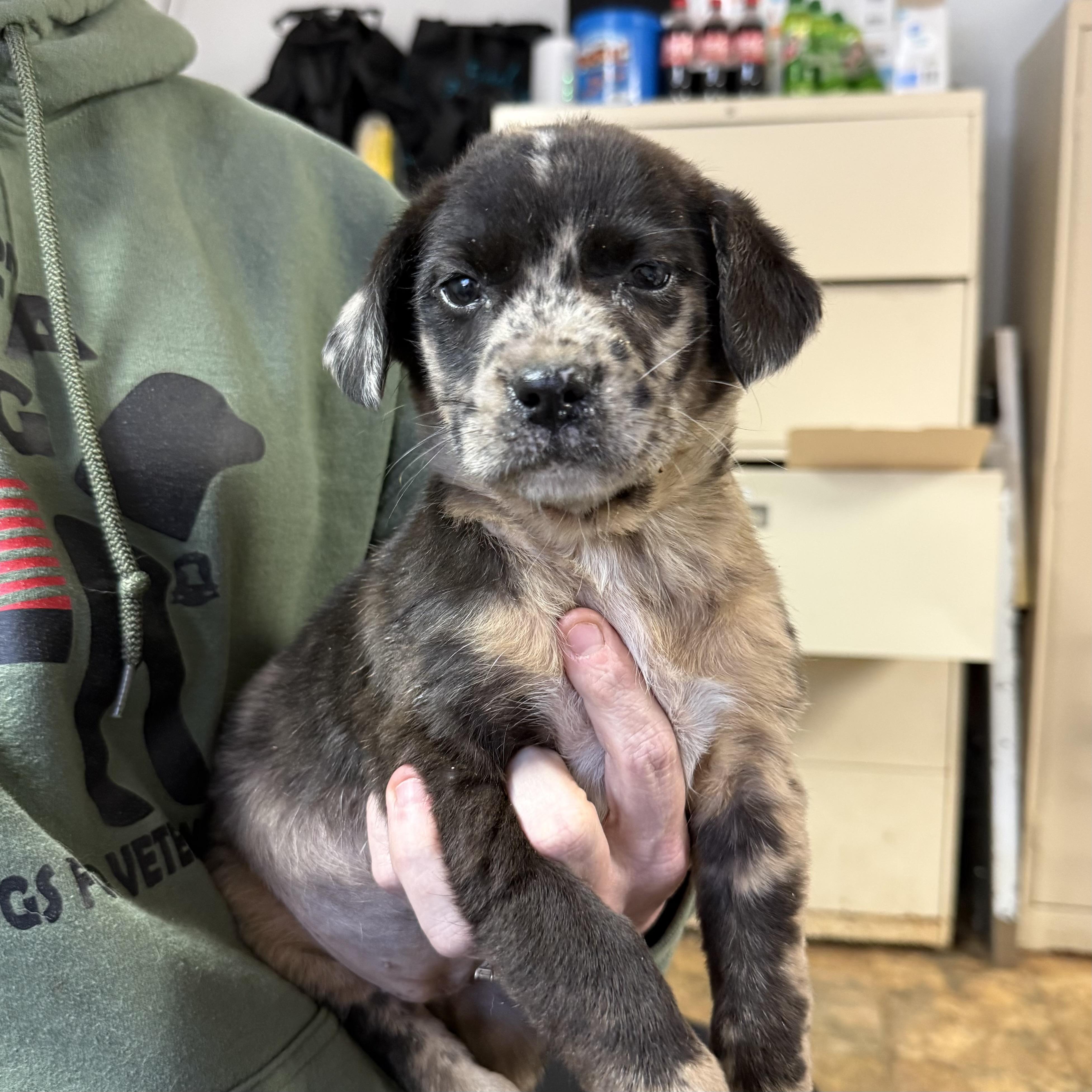 Boo, an adopted mixed breed in Columbia, SC image 3/3