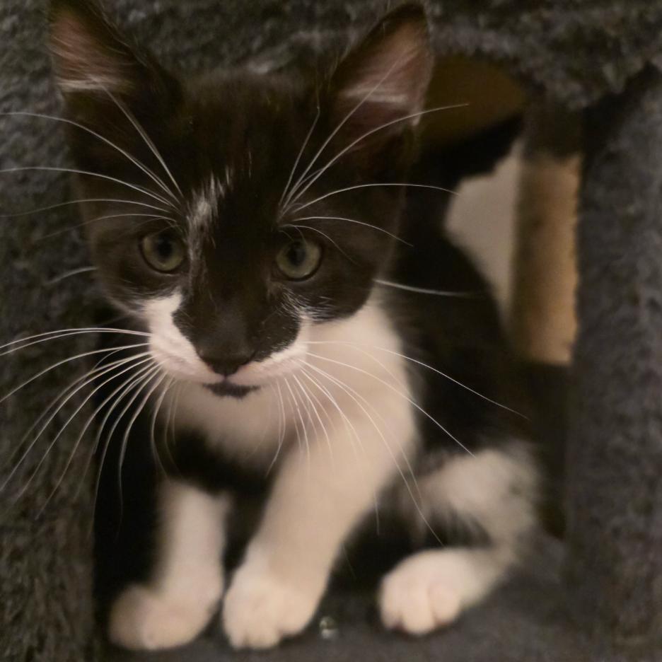 Frikadelle, Adoptable, Kitten Male Domestic Short Hair.