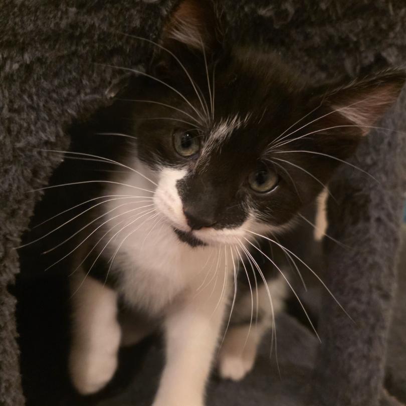 Frikadelle, a Adoptable Domestic Short Hair in Washougal, WA image 2/5