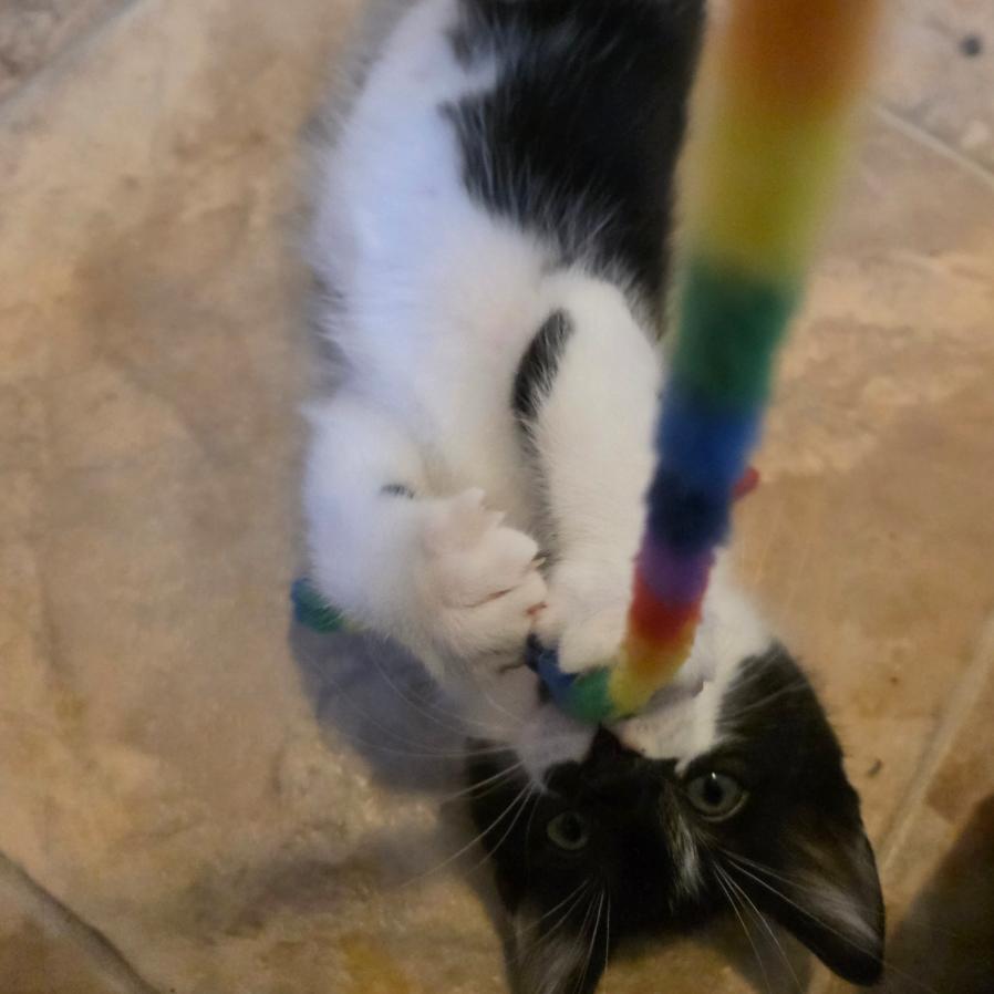 Frikadelle, a Adoptable Domestic Short Hair in Washougal, WA image 3/5
