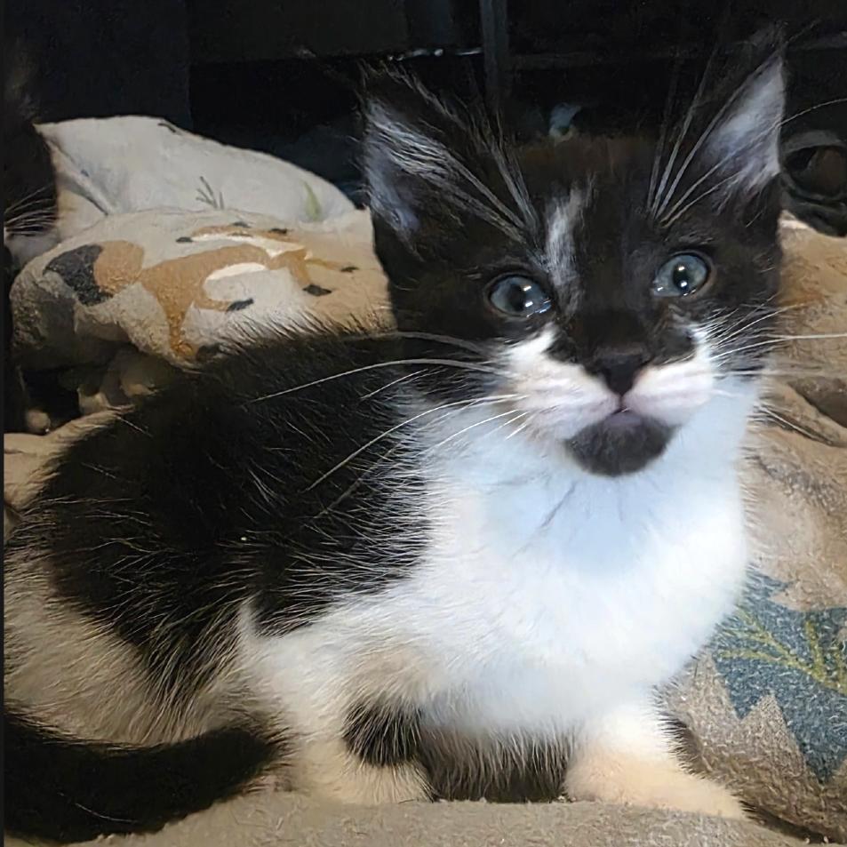 Frikadelle, a Adoptable Domestic Short Hair in Washougal, WA image 4/5