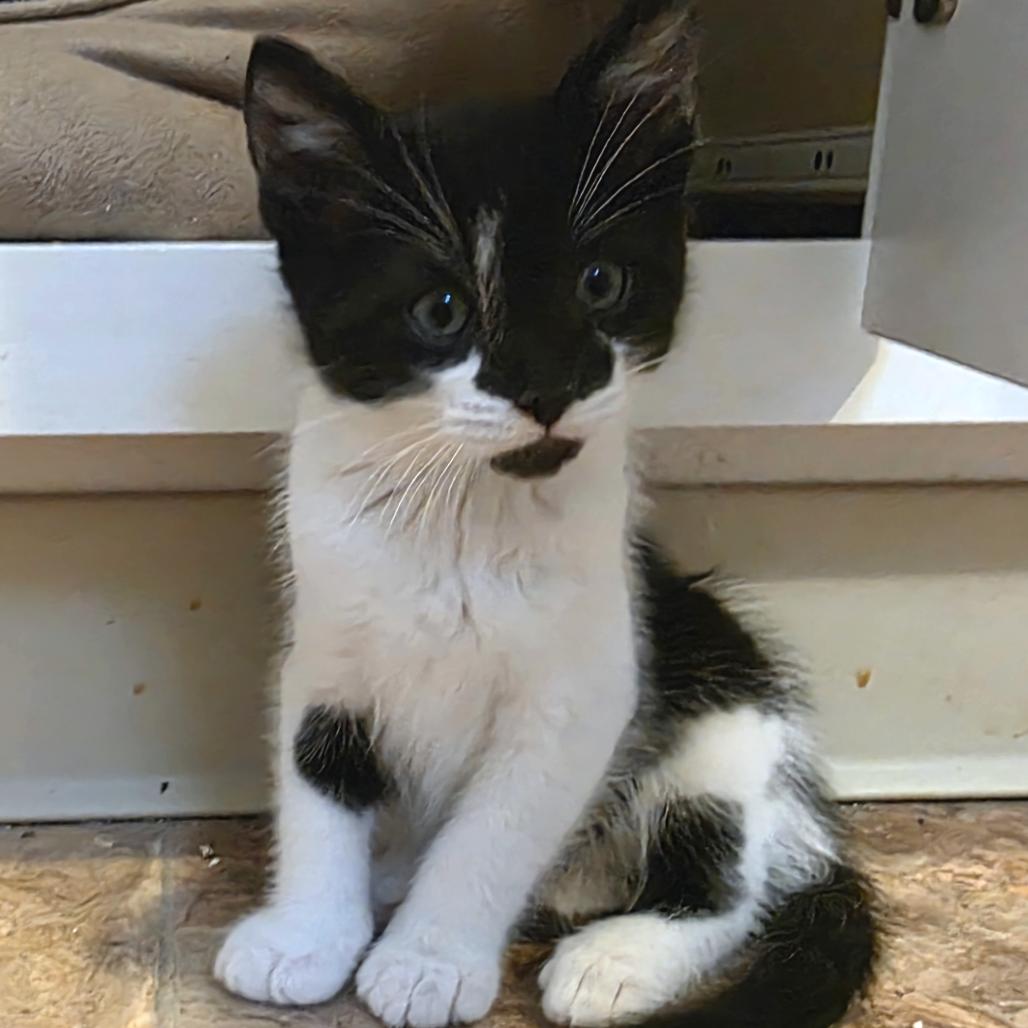 Frikadelle, a Adoptable Domestic Short Hair in Washougal, WA image 5/5