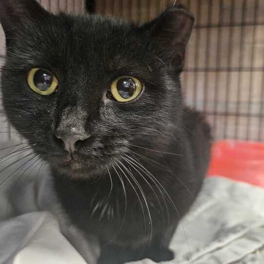 Enlarge Trudy, a Adoptable Domestic Short Hair in Davenport, IA image 1/1