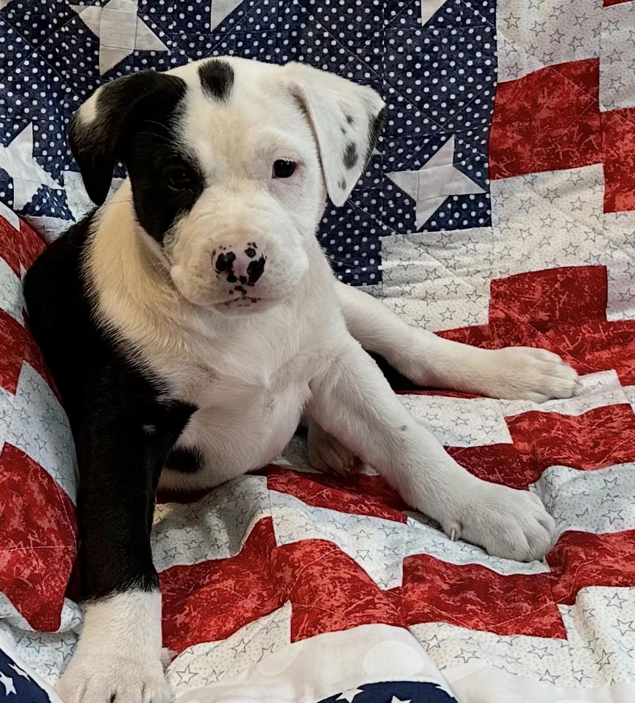 Enlarge Wynona (Judd), a ADOPTABLE mixed breed in Beaverton, OR image 1/2