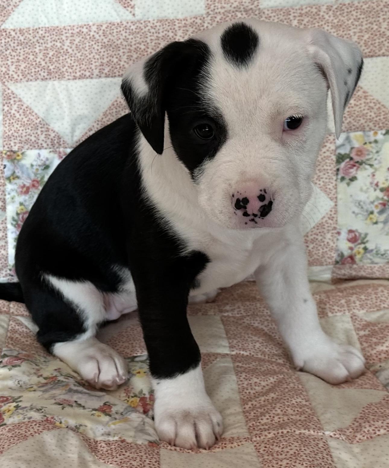 Enlarge Wynona (Judd), a ADOPTABLE mixed breed in Beaverton, OR image 2/2