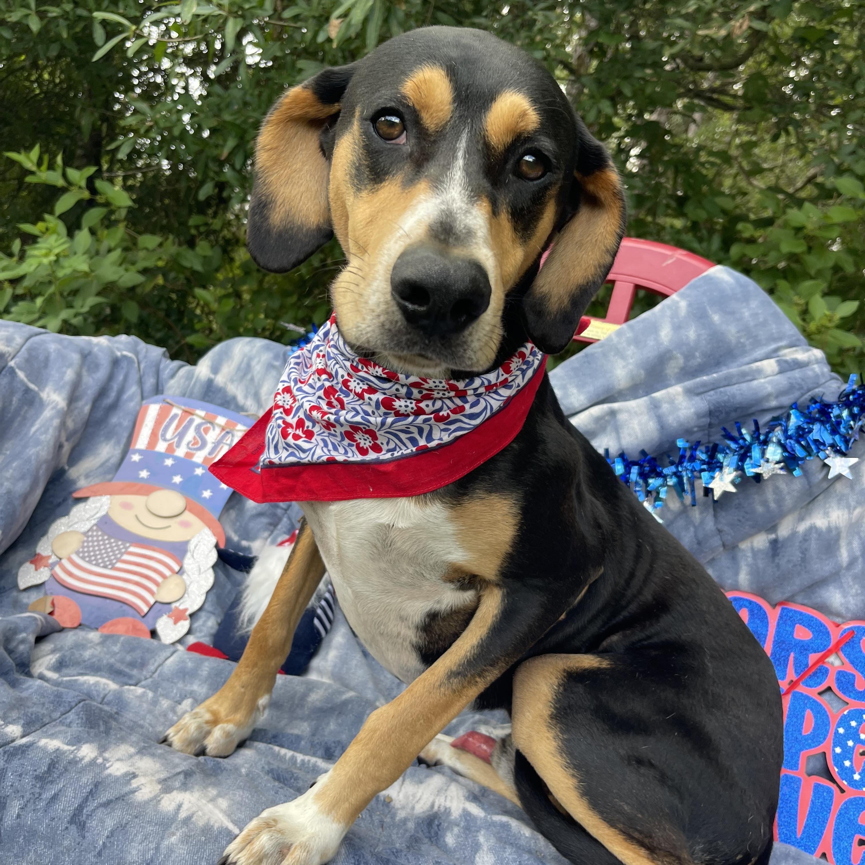 Enlarge SJ, a Adoptable Black and Tan Coonhound in Sebring, FL image 4/4