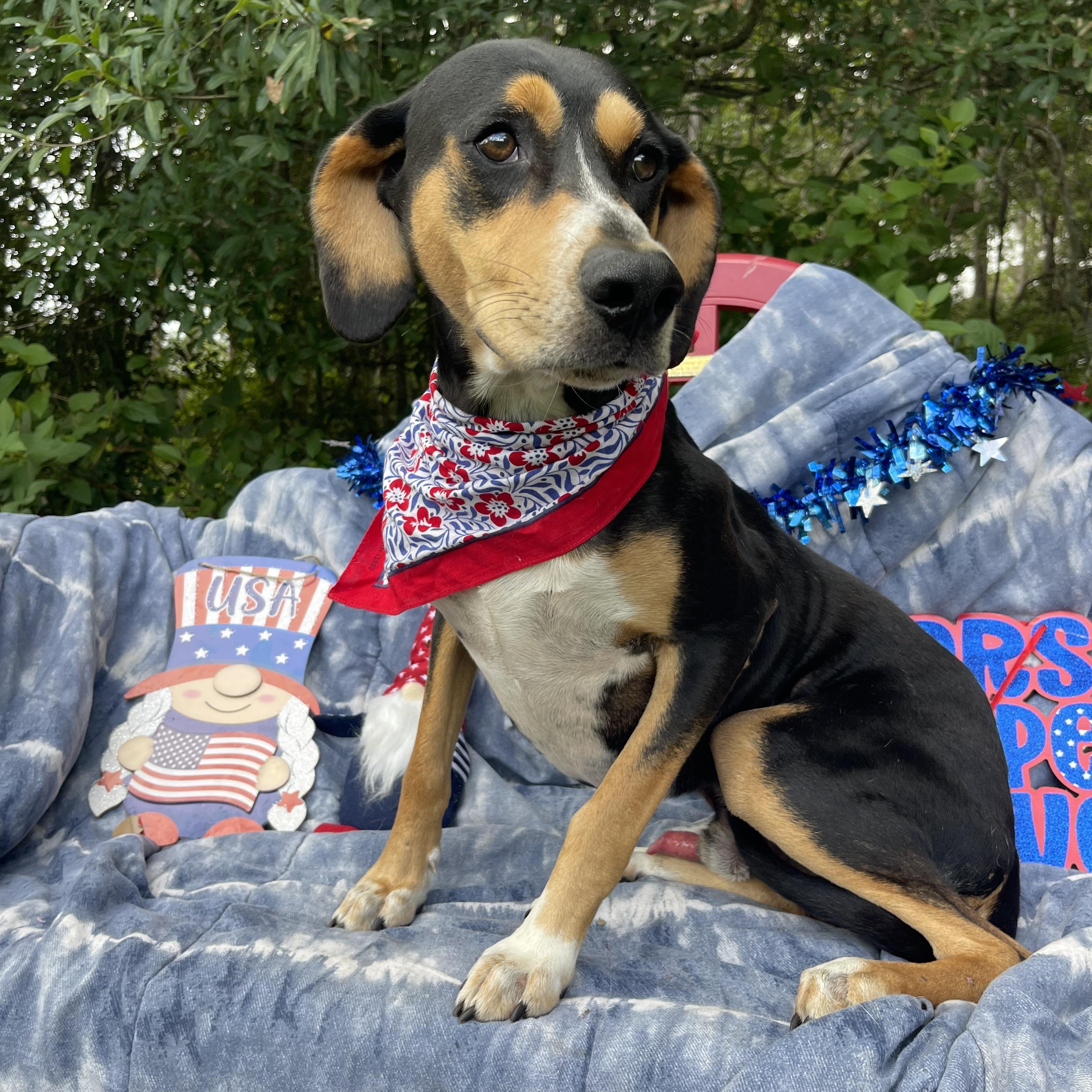 Enlarge SJ, a Adoptable Black and Tan Coonhound in Sebring, FL image 2/4