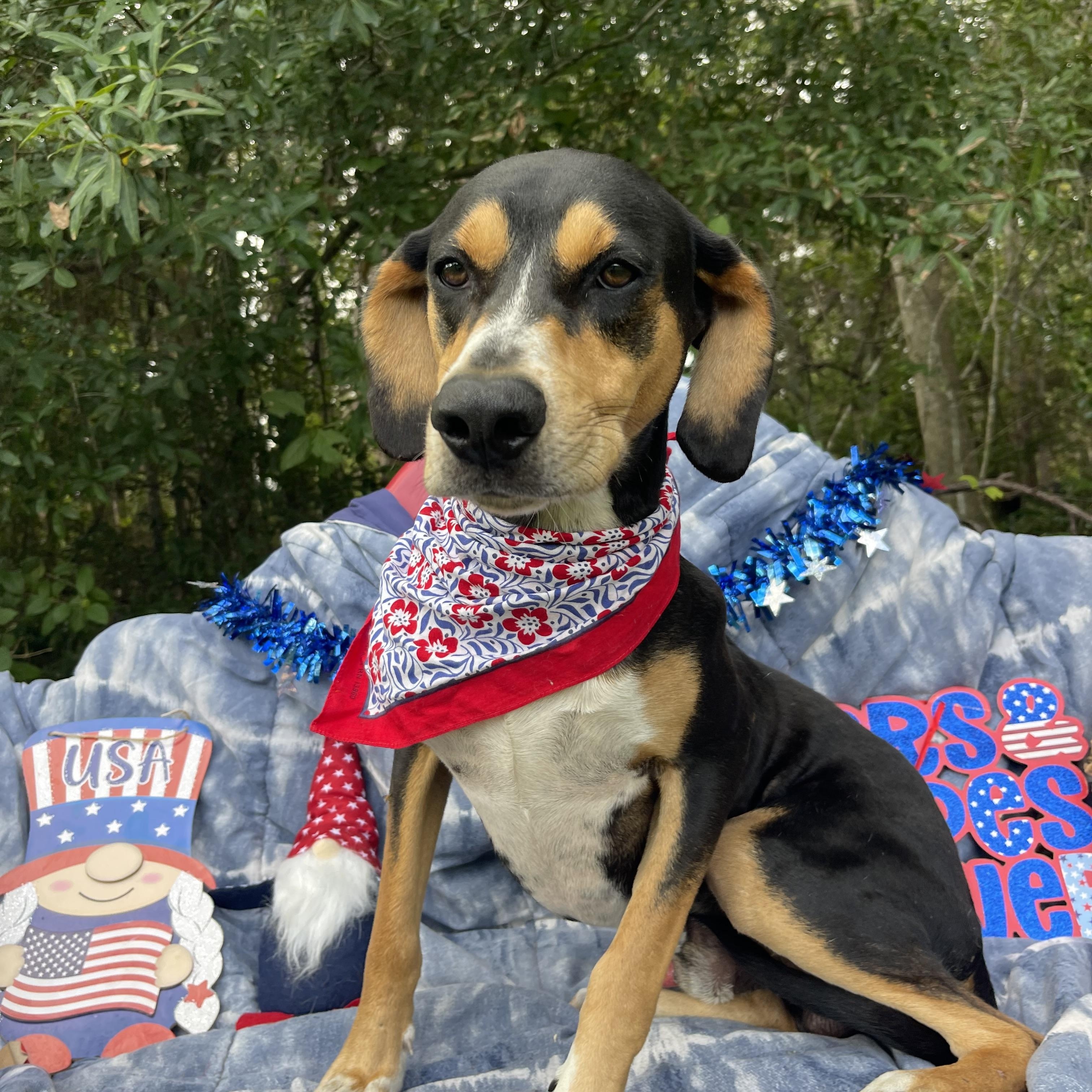 Enlarge SJ, a Adoptable Black and Tan Coonhound in Sebring, FL image 3/4
