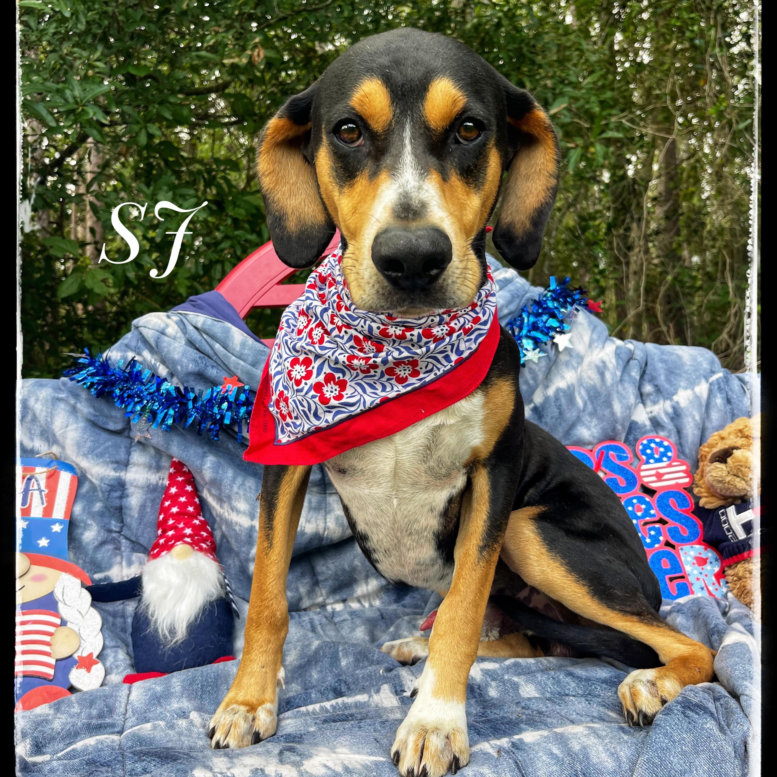 Enlarge SJ, a Adoptable Black and Tan Coonhound in Sebring, FL image 1/4