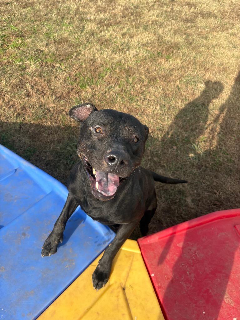 Enlarge Blake, a Adoptable Mixed Breed in Bossier City, LA image 1/1