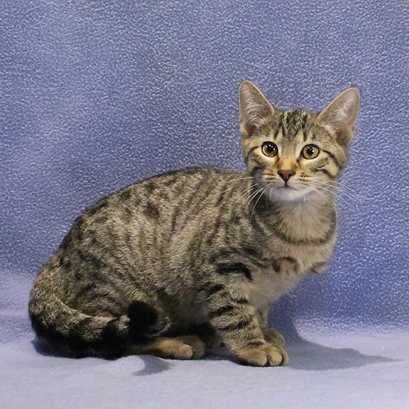 Theo, Adopted, Kitten Male Domestic Short Hair.