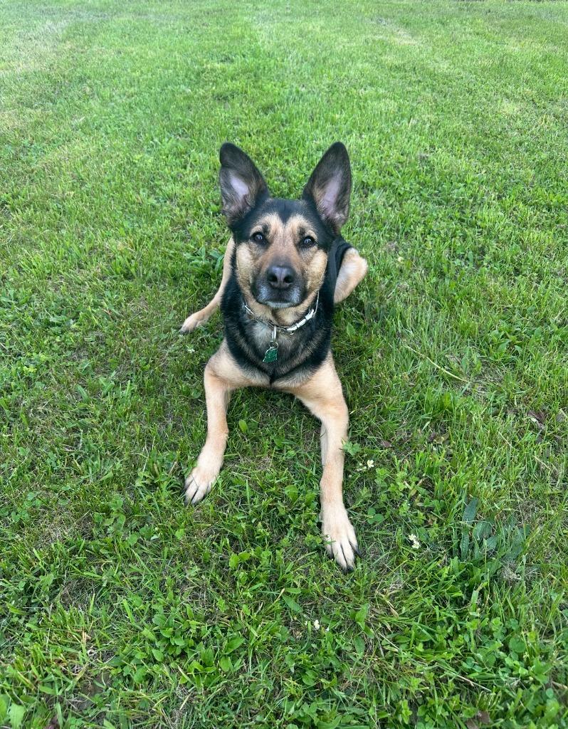 Enlarge Bella **COURTESY LISTING**, a Adoptable mixed breed in Peru, NY image 1/3