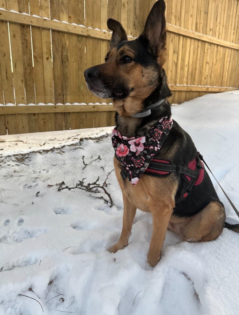 Enlarge Bella **COURTESY LISTING**, a Adoptable mixed breed in Peru, NY image 2/3