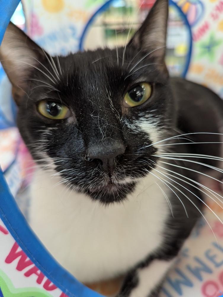 Marzipan, Adoptable, Adult Female Domestic Short Hair.