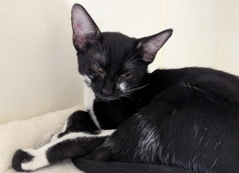 Enlarge Marzipan, a Adoptable Domestic Short Hair in Ruskin, FL image 1/3