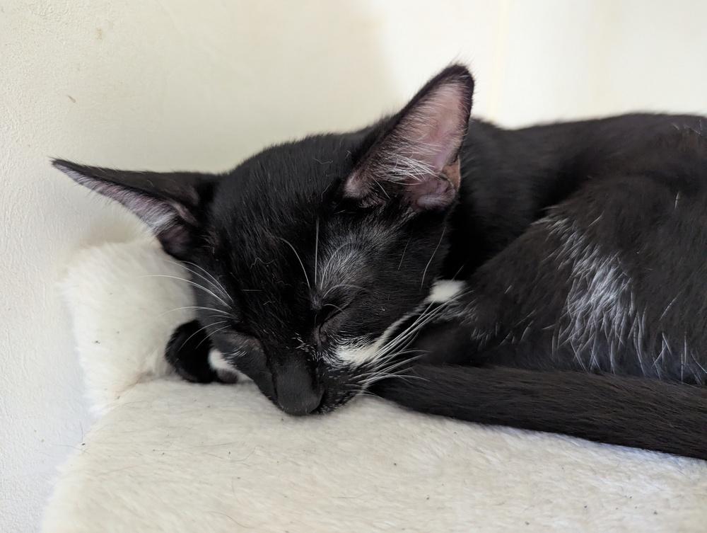 Enlarge Marzipan, a Adoptable Domestic Short Hair in Ruskin, FL image 2/3