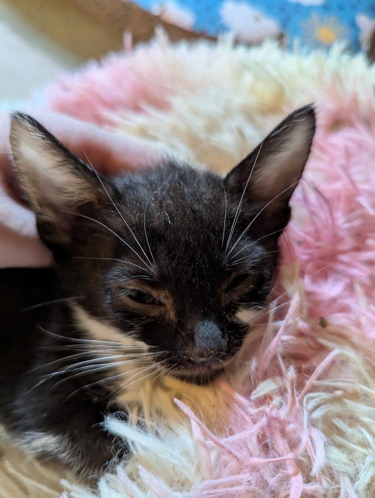 Enlarge Marzipan, a Adoptable Domestic Short Hair in Ruskin, FL image 3/3