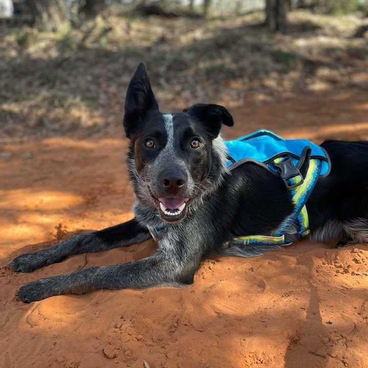 Russell, ADOPTABLE, Adult Male Australian Cattle Dog / Blue Heeler.