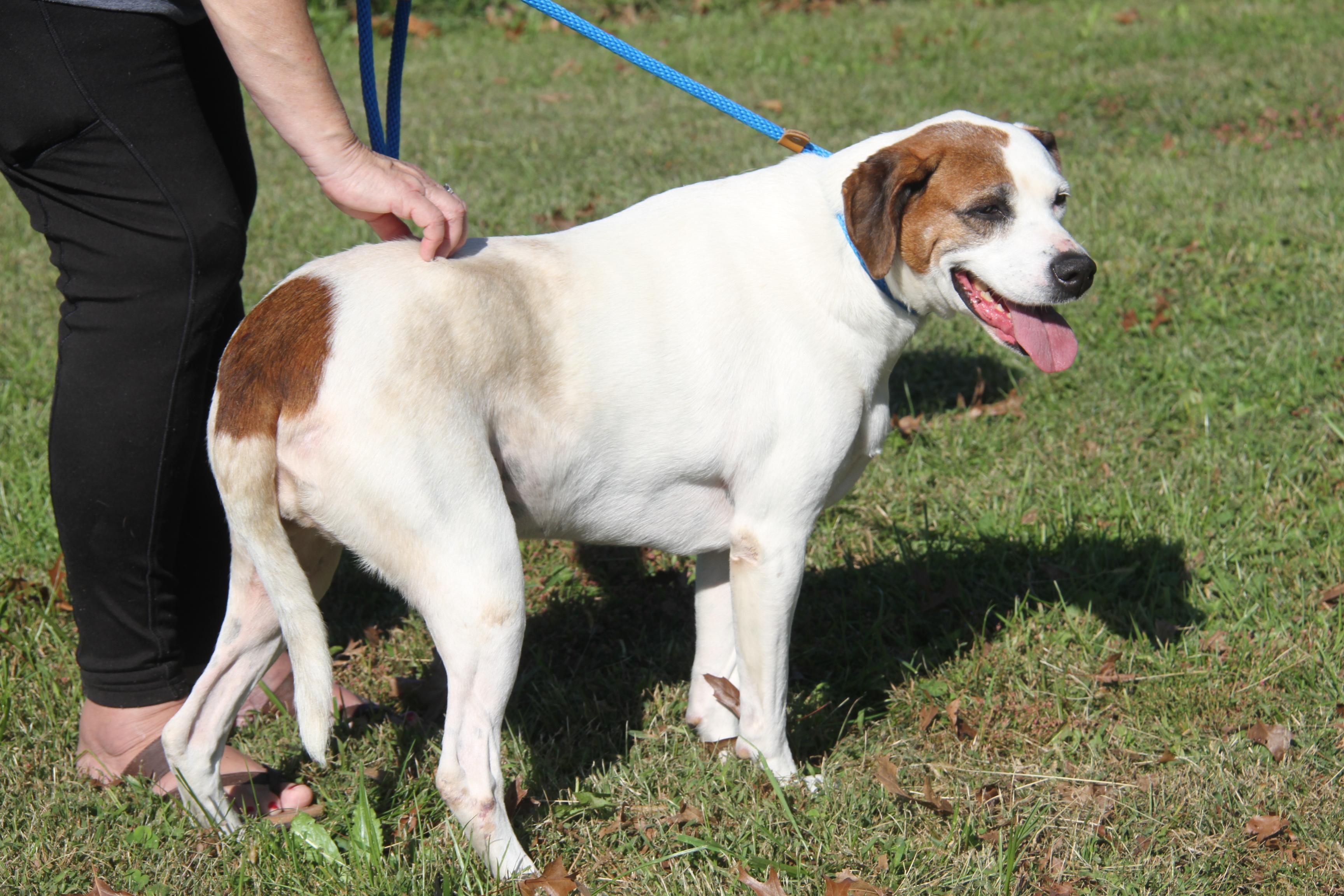 Morgan (Spayed) (Bonded Pair w/Sparrow)