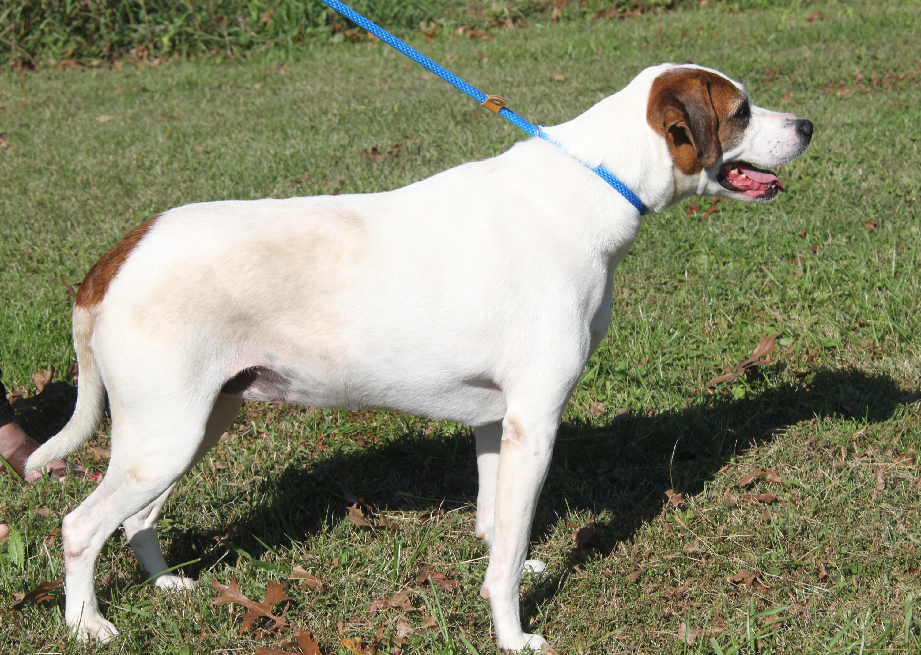 Morgan (Spayed) (Bonded Pair w/Sparrow)