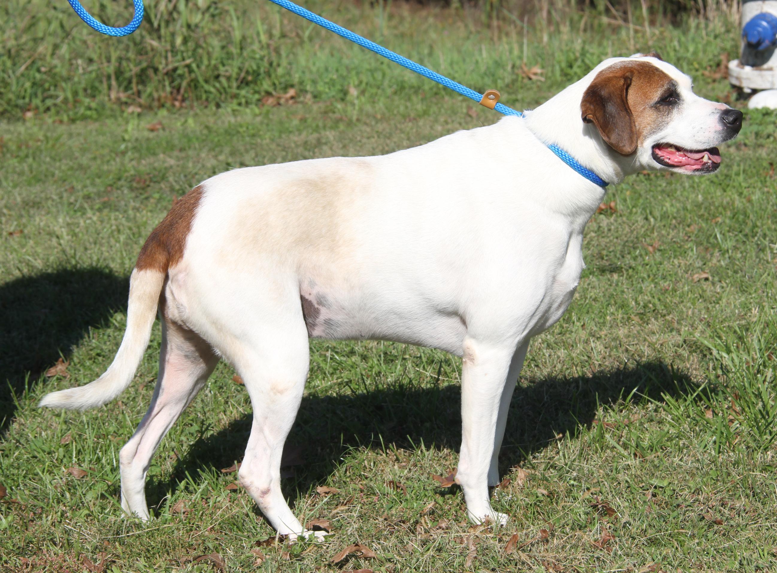 Morgan (Spayed) (Bonded Pair w/Sparrow)