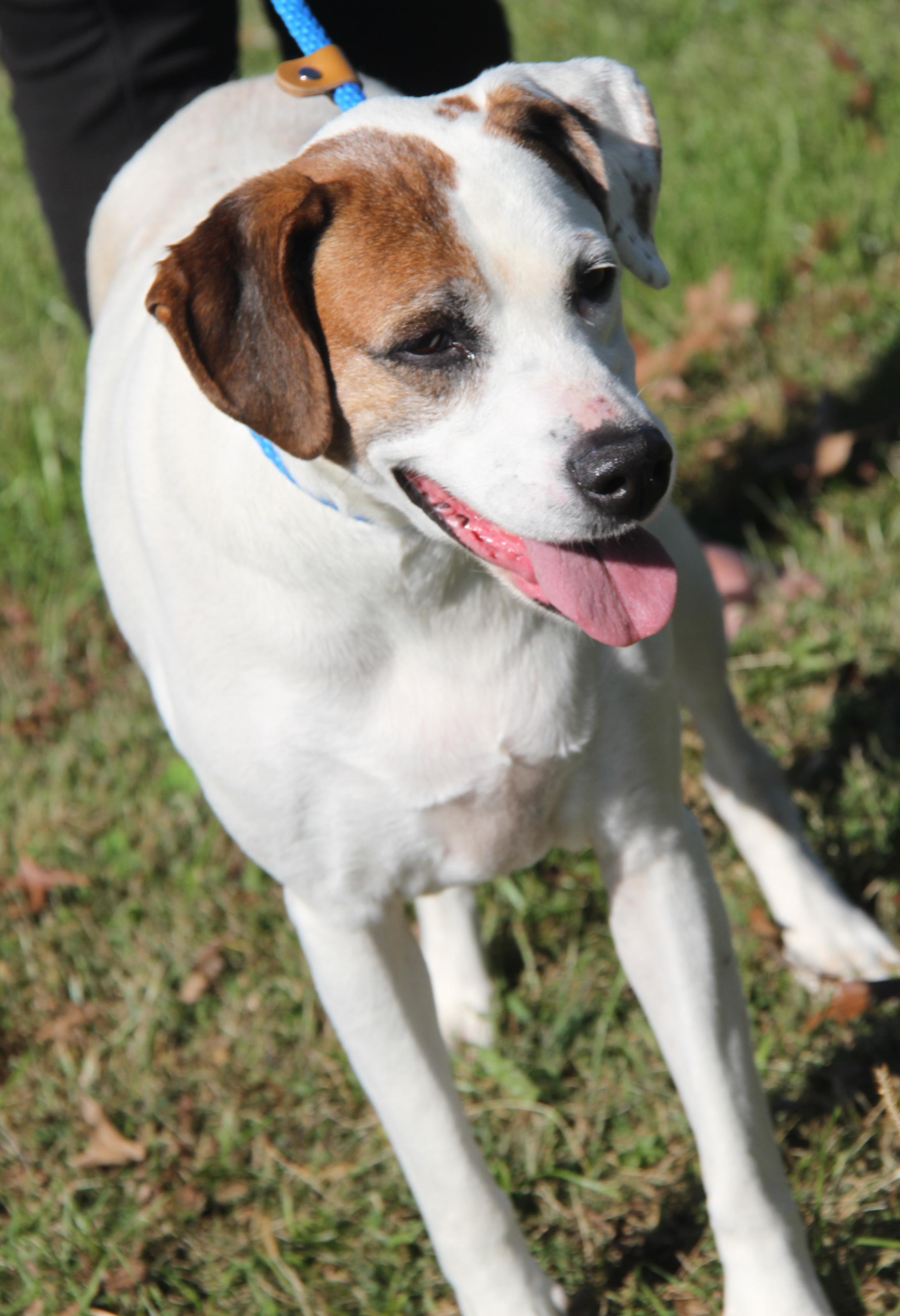 Morgan (Spayed) (Bonded Pair w/Sparrow)