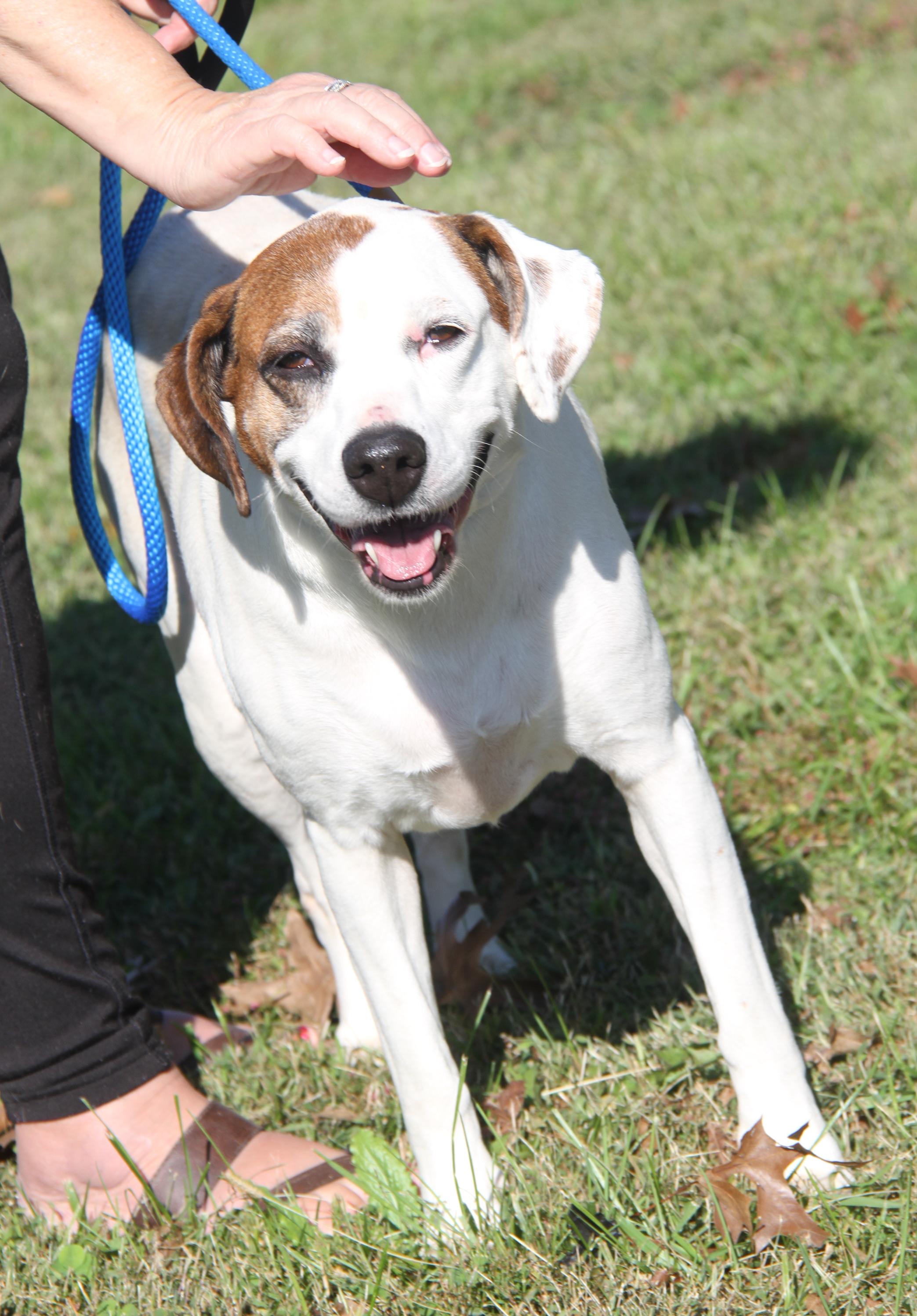 Morgan (Spayed) (Bonded Pair w/Sparrow)