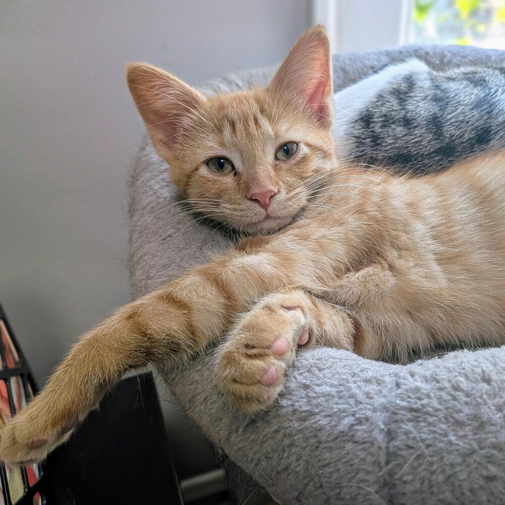 Mac, a Adoptable Domestic Short Hair in Chicago, IL image 1/6