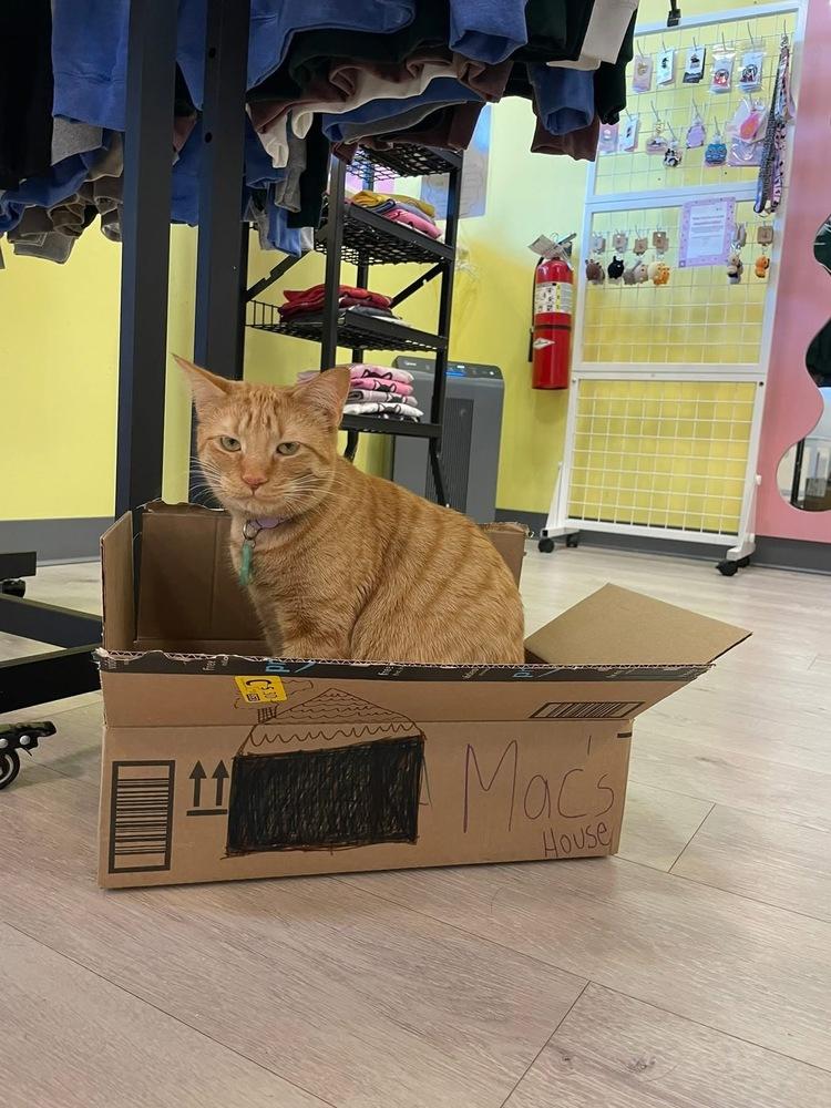Enlarge Mac, a Adoptable Domestic Short Hair in Chicago, IL image 2/6