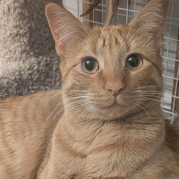 Enlarge Mac, a Adoptable Domestic Short Hair in Chicago, IL image 3/6