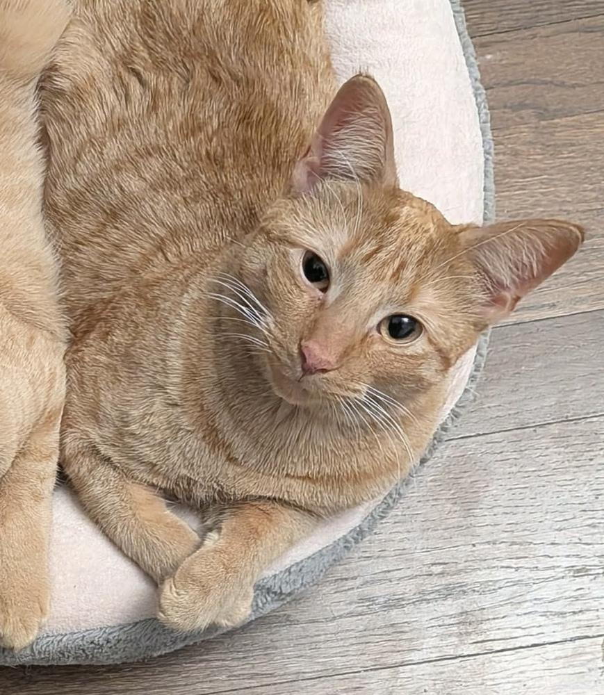 Mac, a Adoptable Domestic Short Hair in Chicago, IL image 4/6