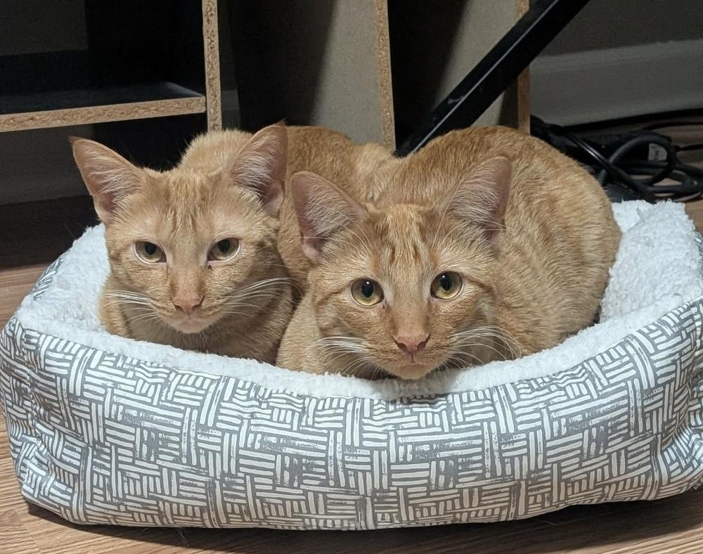 Enlarge Mac, a Adoptable Domestic Short Hair in Chicago, IL image 5/6